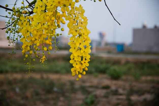 Benefits of Amalatas – Benefits of Amaltas in Hindi