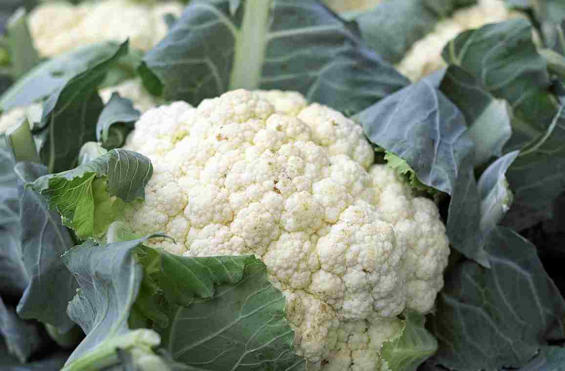 फूलगोभी खाने के फायदे – Benefits of Eating Cauliflower in Hindi