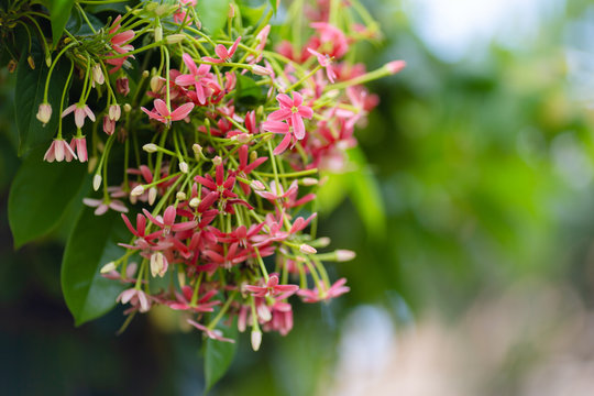 Benefits of Madhumalati flowers