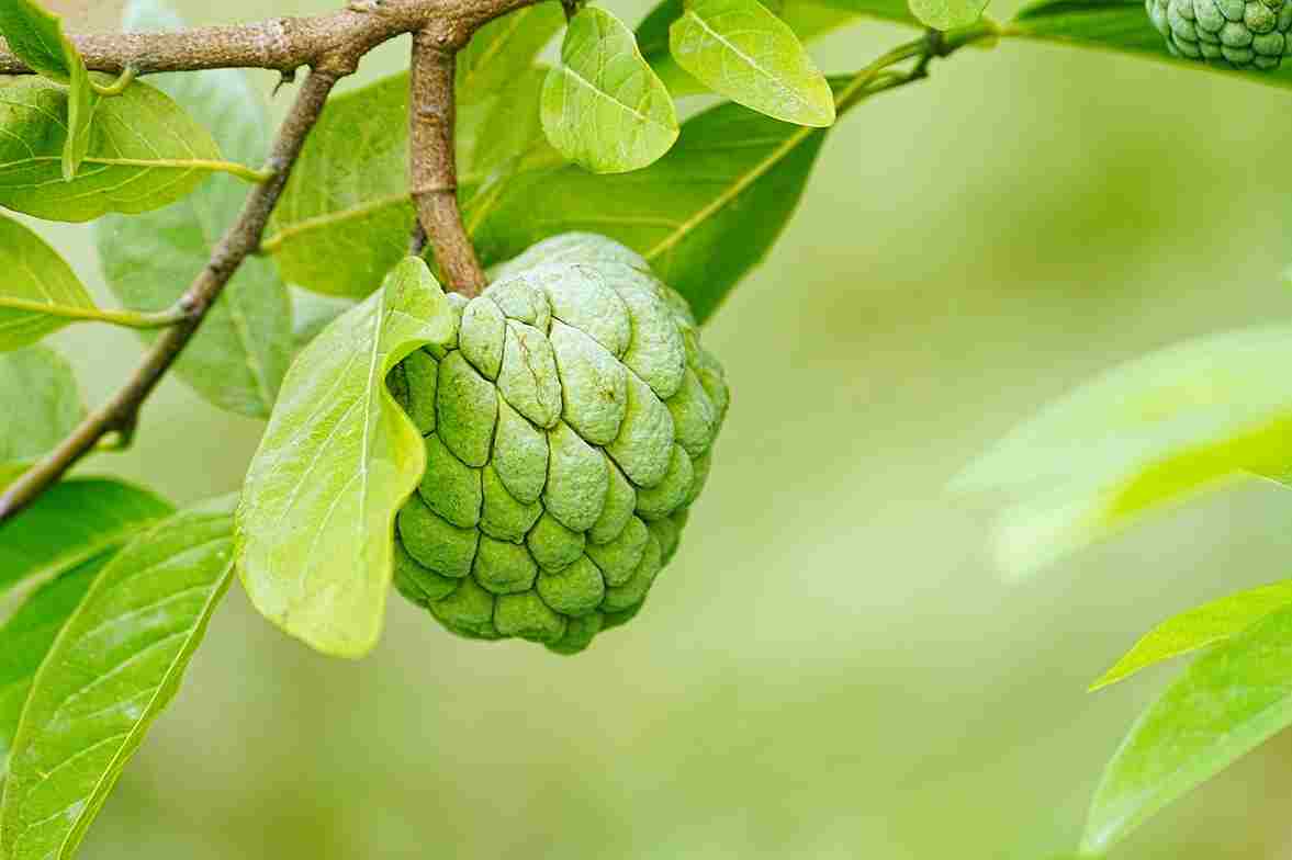 Benefits of eating Sharifa – Benefits of Eating Sugar Apple in Hindi